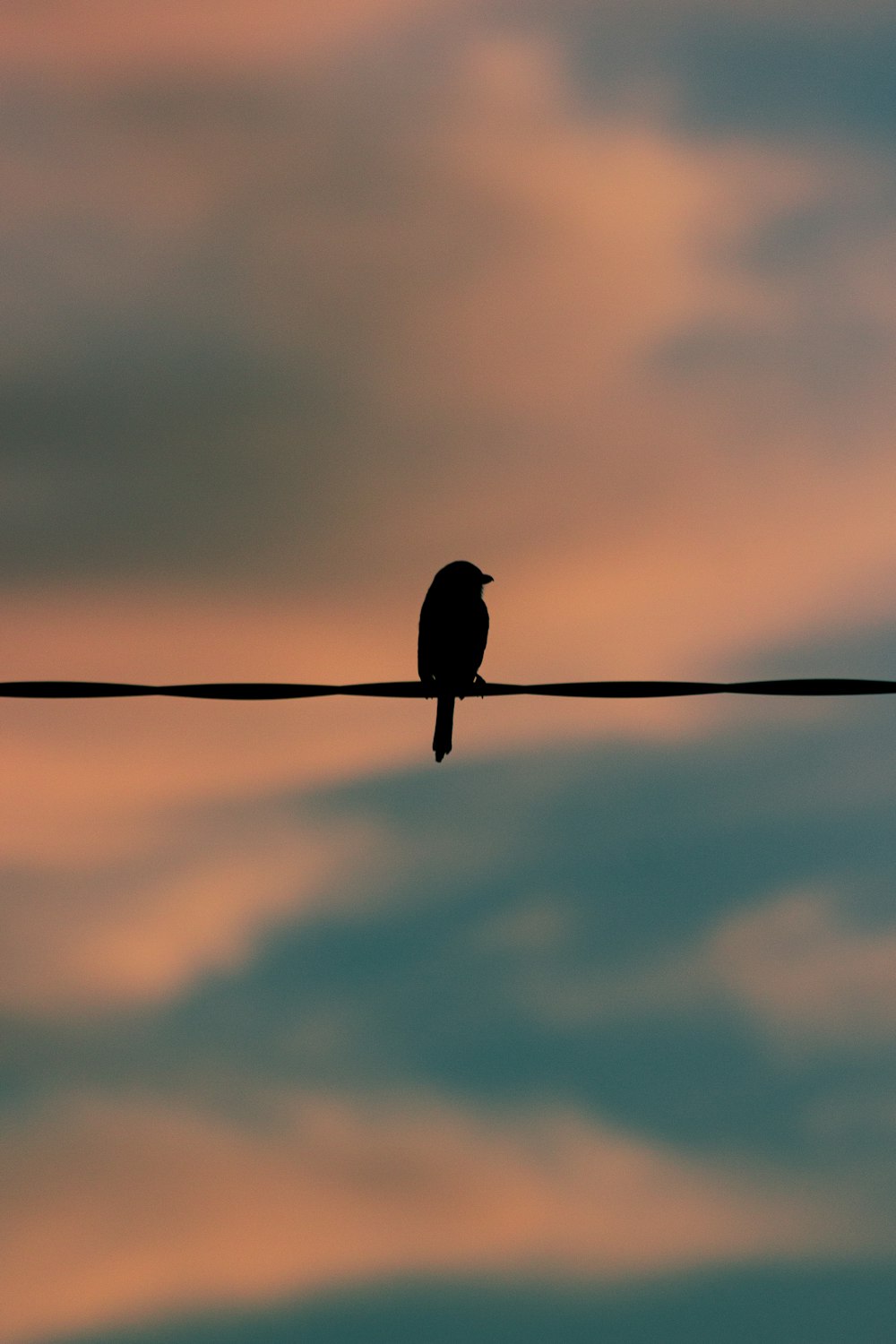 a bird sitting on a wire with a sky in the background