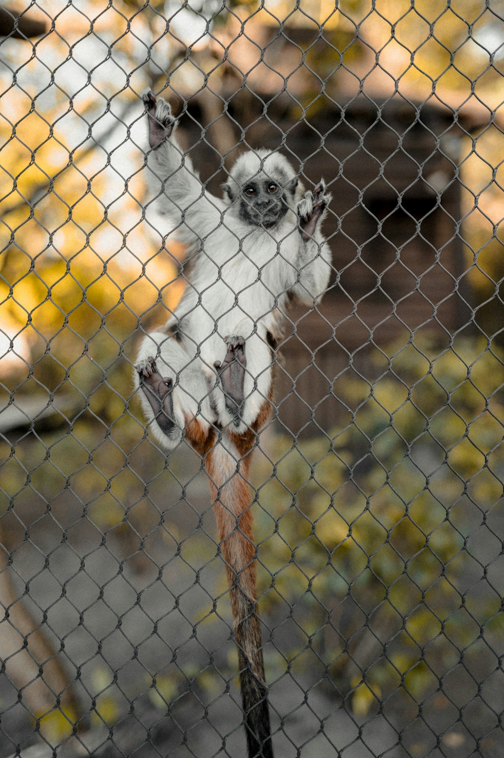 a small white and black animal on a stick behind a chain link fence