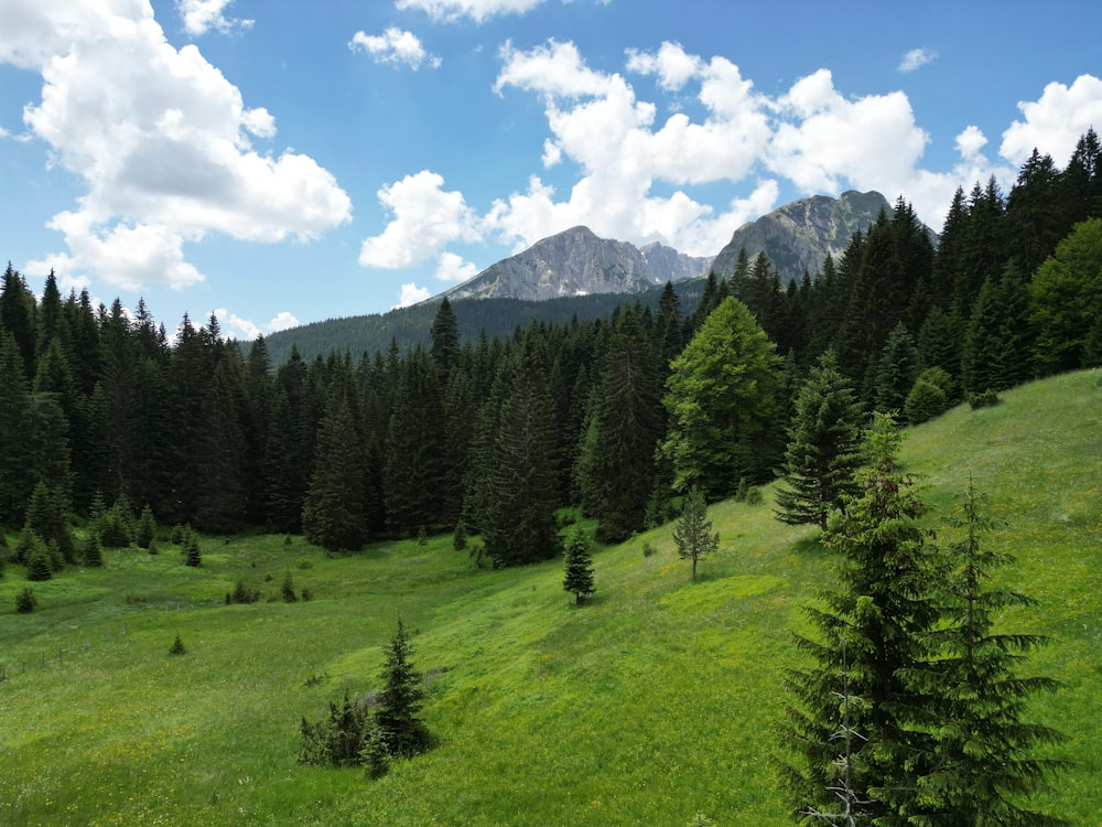 a grassy field with trees and mountains in the background