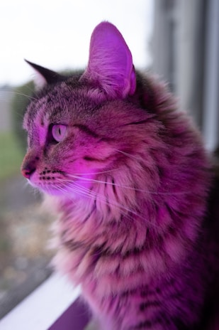 A fluffy cat with striped fur is bathed in bright pink light as it gazes intently out of a window. The background appears to be a diffused outdoor scene, creating a soft, serene atmosphere around the alert feline.