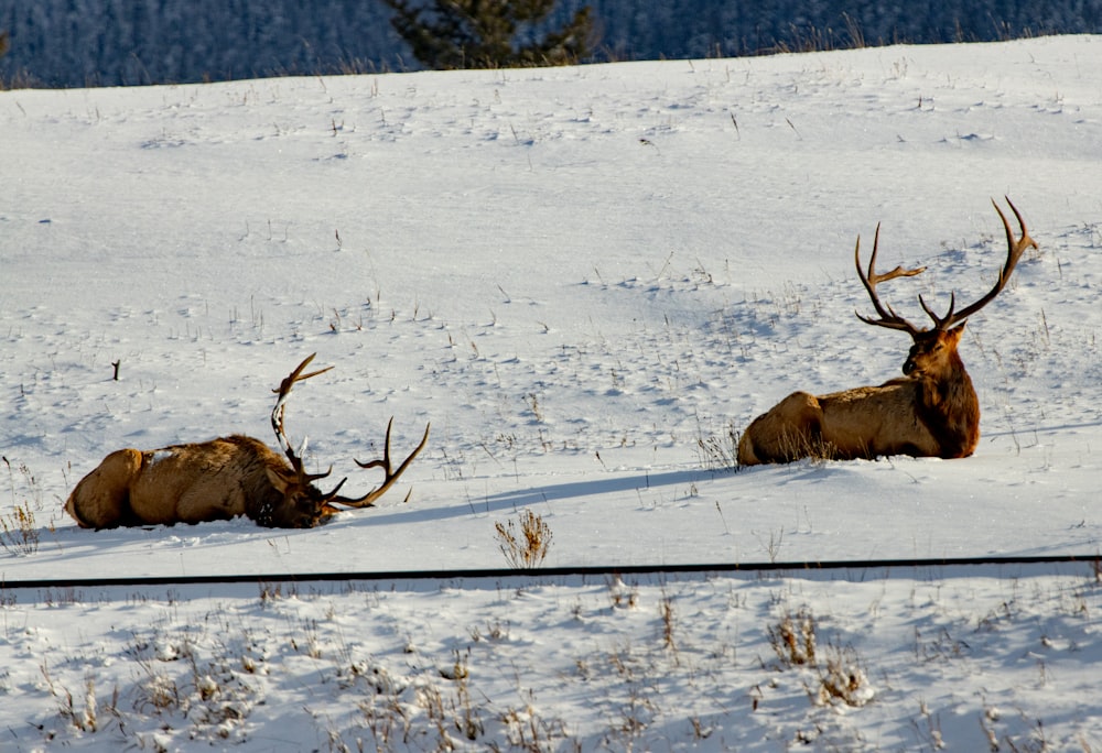two elk laying in the snow next to each other