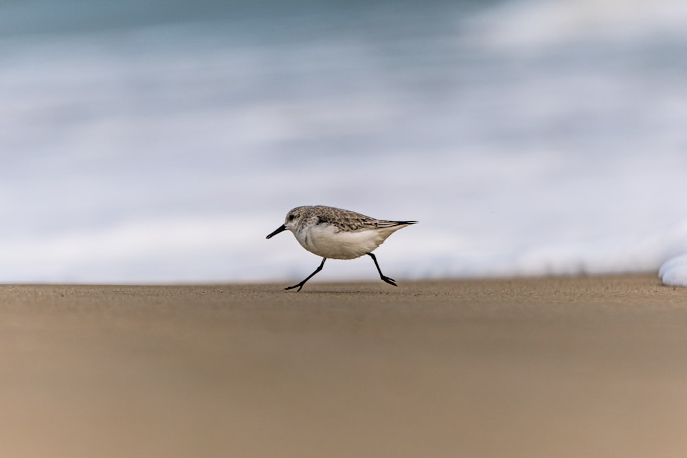 un petit oiseau marchant le long d’une plage de sable