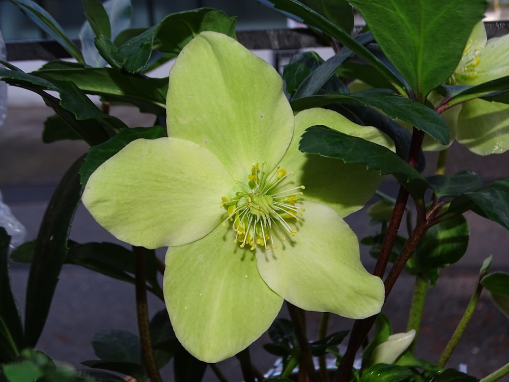 a close up of a flower on a plant