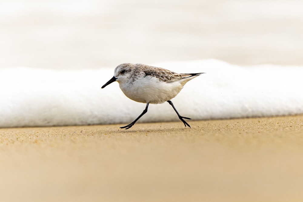 a small bird walking along a sandy beach