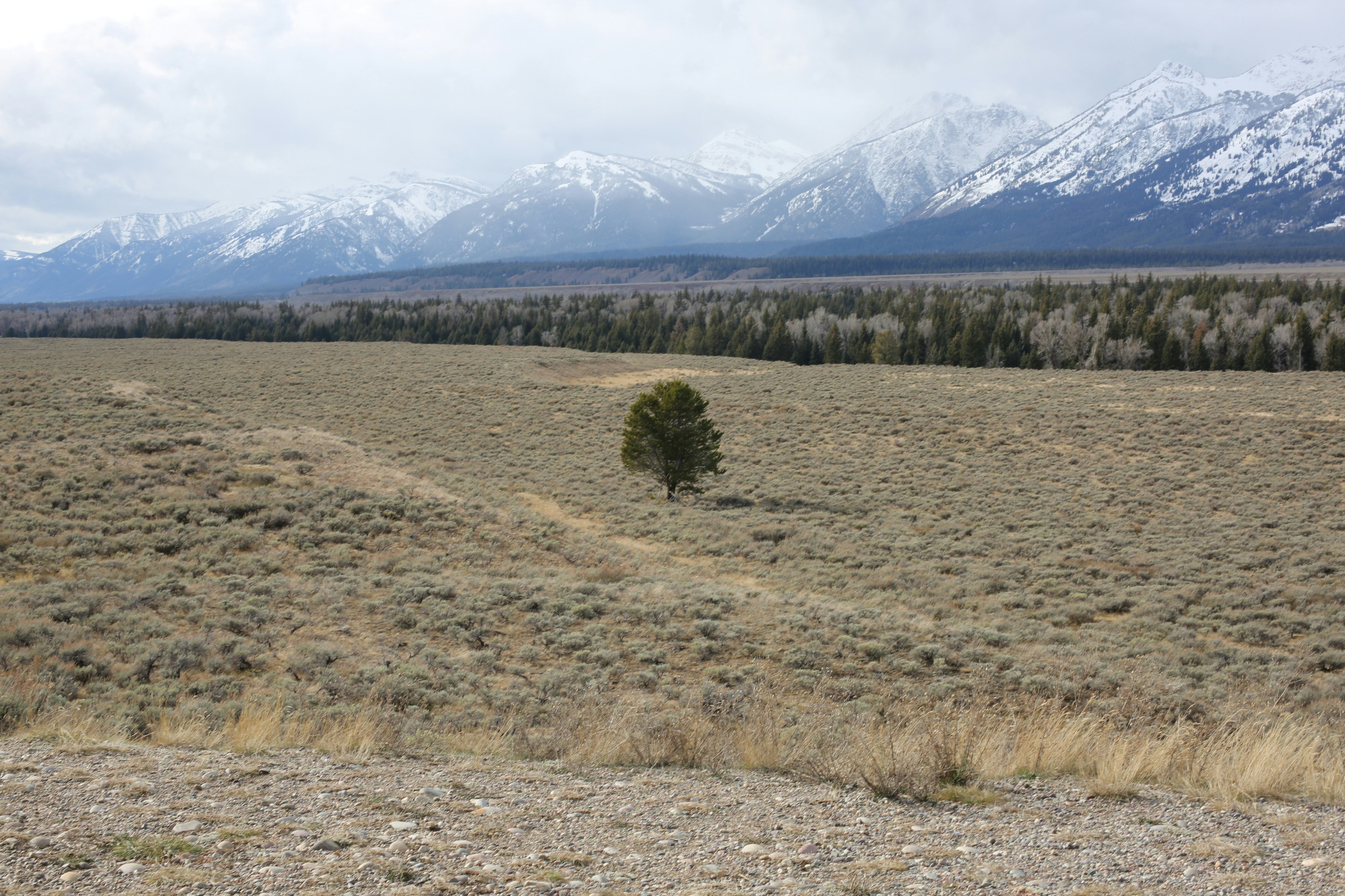 a lone tree in a field with mountains in the background