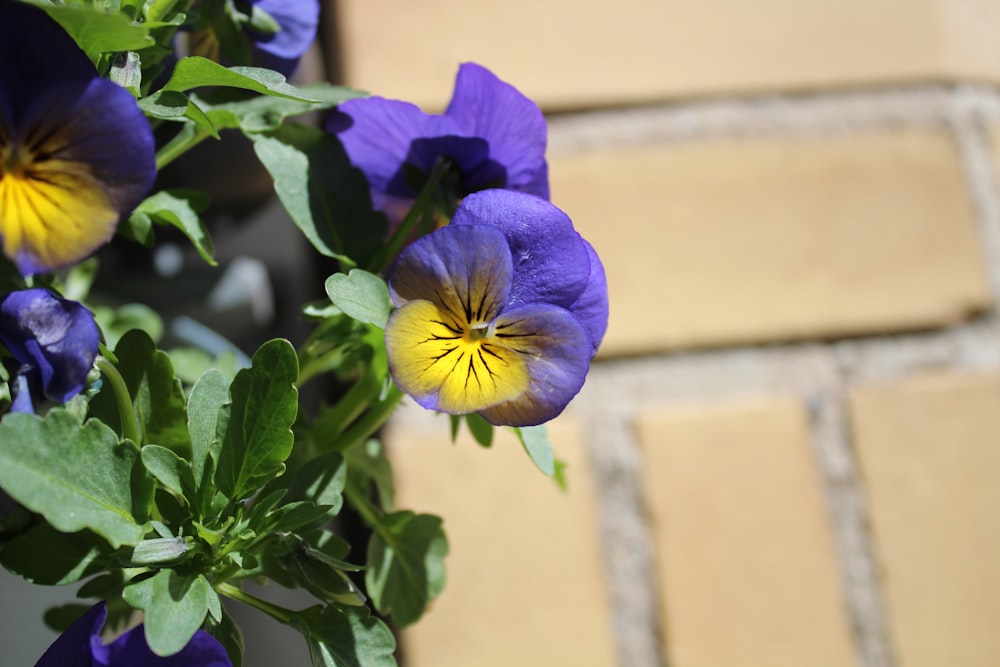 a bunch of purple and yellow flowers in a vase