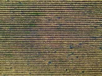 An aerial view of a vineyard with neatly aligned rows of grapevines stretching across a large field. The rows create a symmetrical pattern, highlighting the orderly cultivation typical of vineyards.