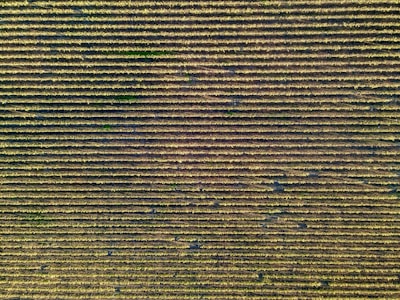 An aerial view of a vineyard with neatly aligned rows of grapevines stretching across a large field. The rows create a symmetrical pattern, highlighting the orderly cultivation typical of vineyards.