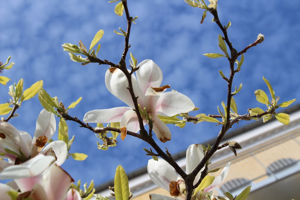 a close up of a tree with white flowers