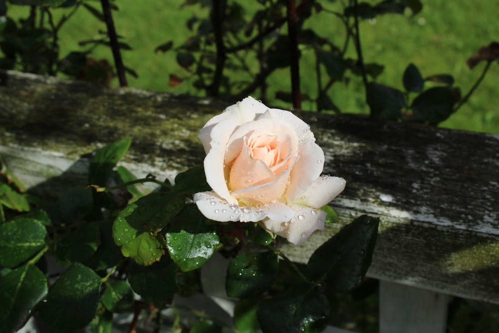 uma rosa branca sentada em cima de um banco de madeira