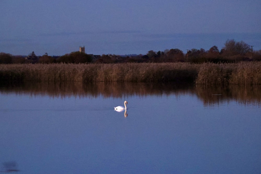 a swan is swimming in a lake at dusk