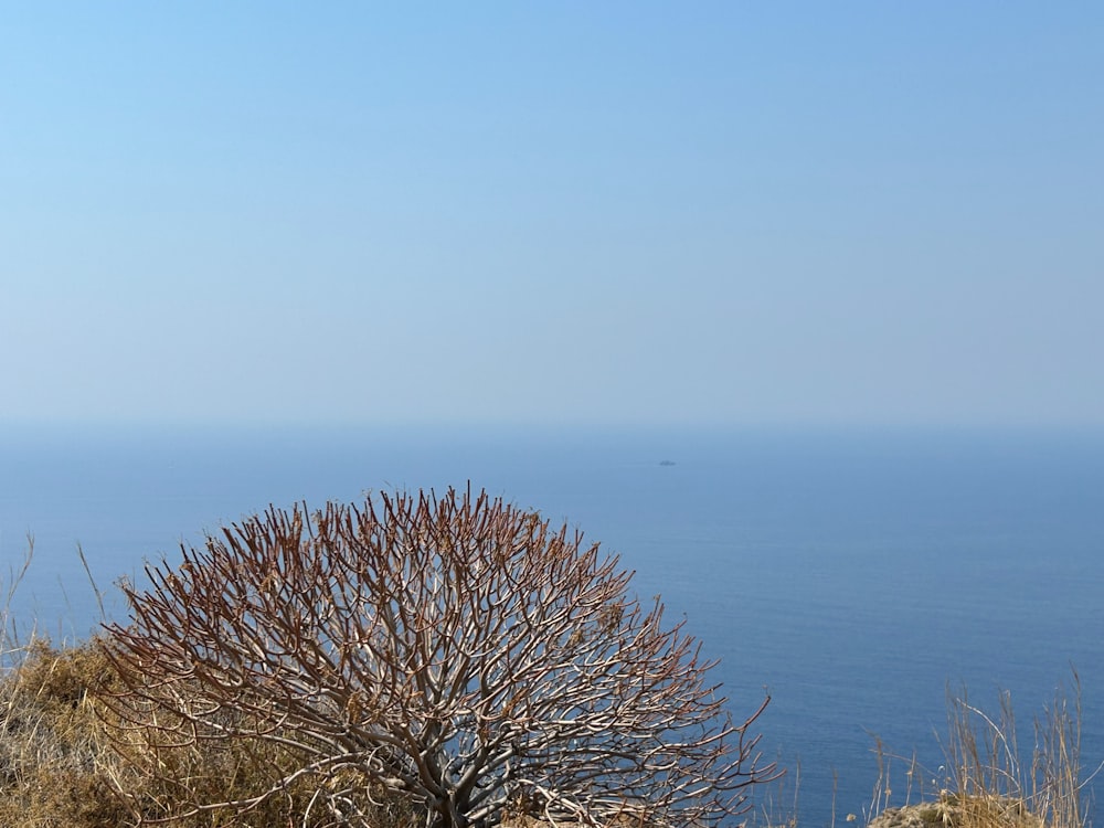 a lone tree on a hill overlooking the ocean