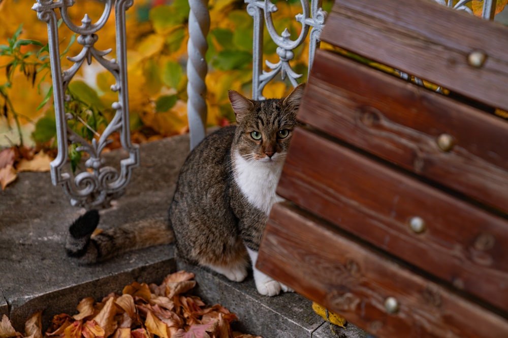 un gatto seduto sui gradini accanto a una cassettiera