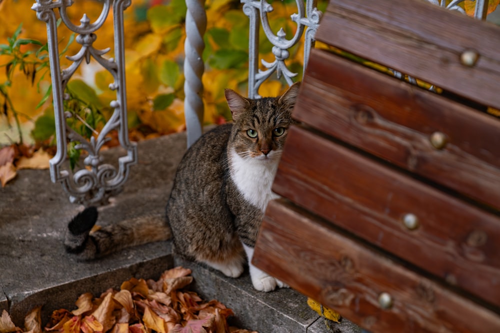 a cat sitting on the steps next to a chest of drawers