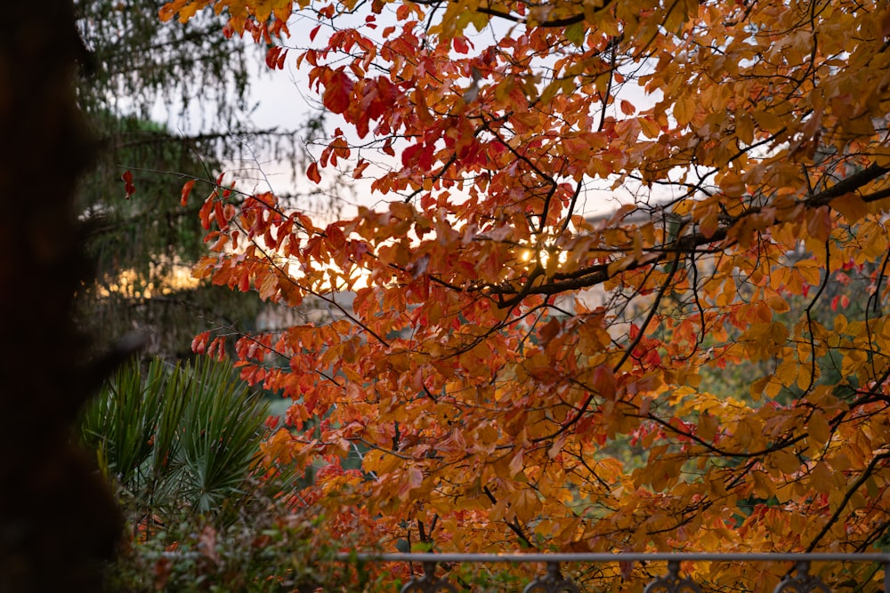 a tree with orange leaves in the fall