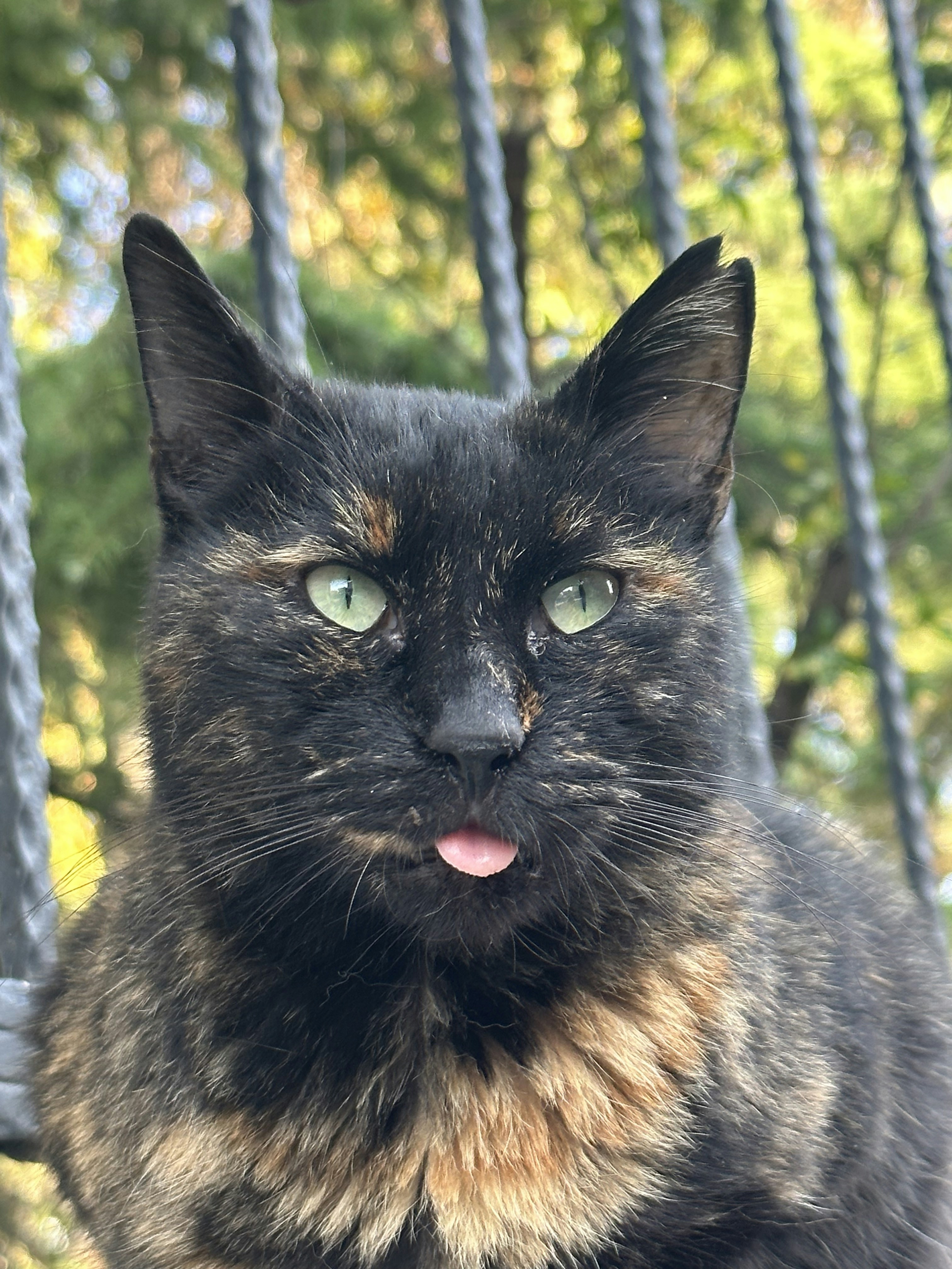 A close up of a cat near a fence photo – Free Portrait Image on Unsplash