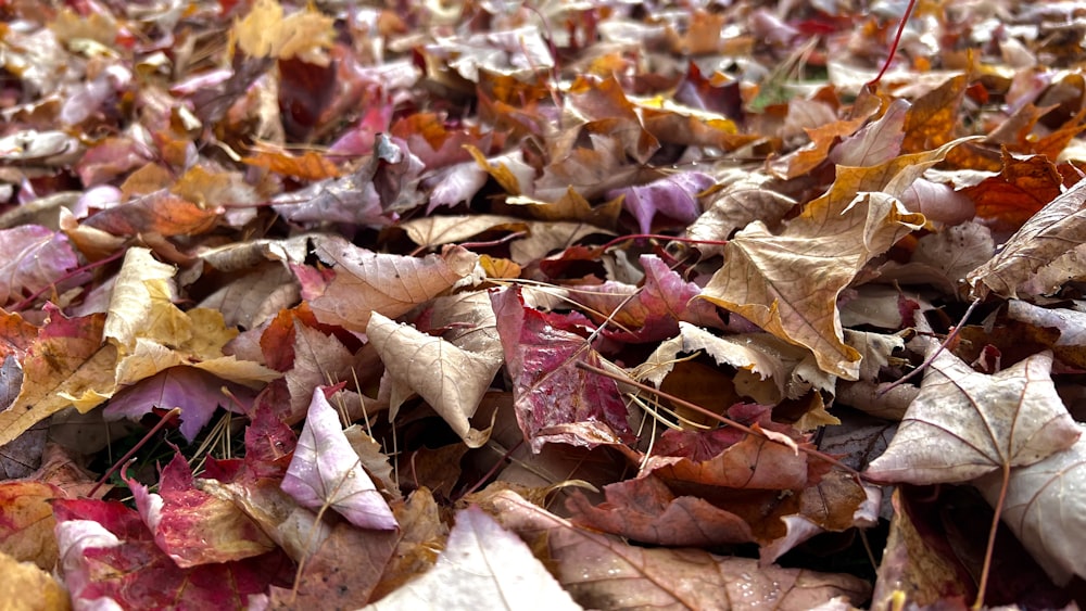 ein Bündel Blätter, die auf dem Boden liegen