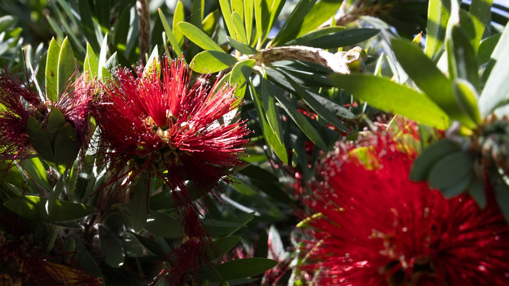 a close up of a bunch of red flowers