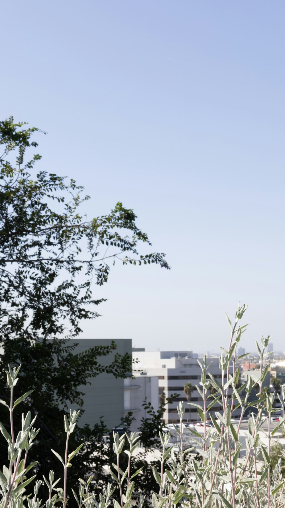 a view of a city from behind a tree