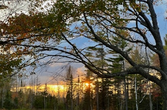 Sunset scene in a forest with sunlight filtering through the branches of trees. The sky displays shades of blue, orange, and yellow, contrasting with the dark silhouettes of the trees.