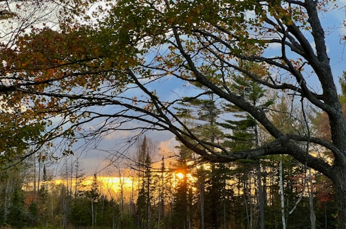 Sunset scene in a forest with sunlight filtering through the branches of trees. The sky displays shades of blue, orange, and yellow, contrasting with the dark silhouettes of the trees.