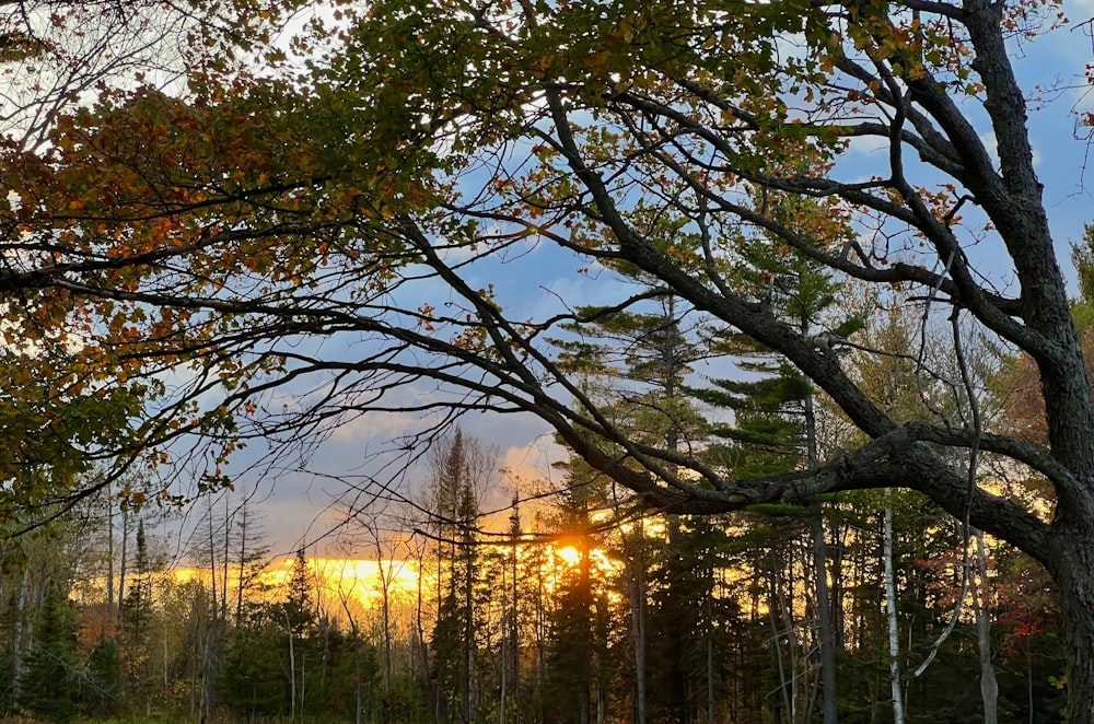 the sun is shining through the trees in the forest