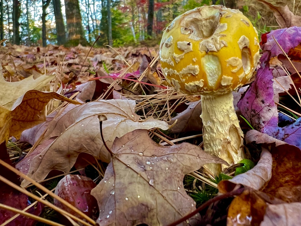a yellow mushroom sitting on top of a pile of leaves