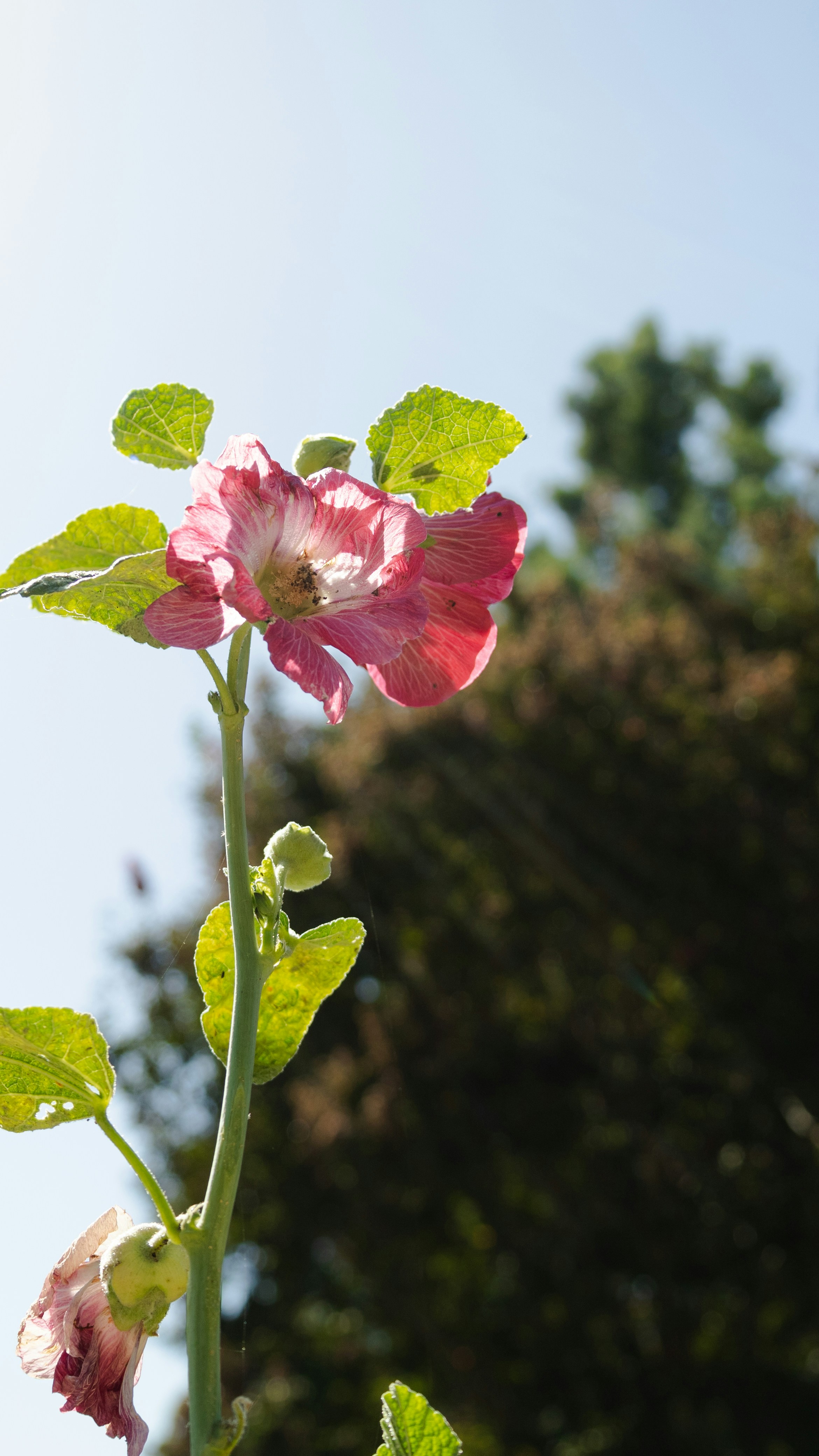 A close up of a pink flower with green leaves
