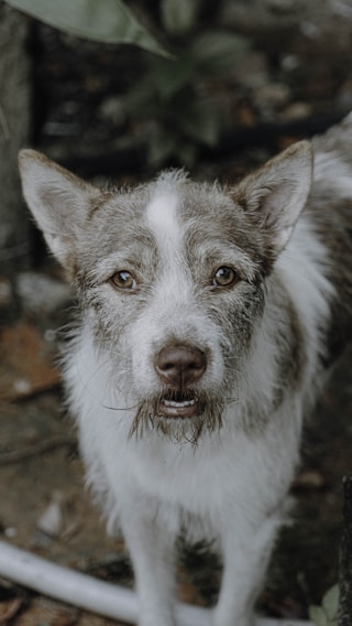 A close-up of a scruffy, brown and white dog with attentive eyes looking directly at the viewer. The dog's fur is a mix of white and brown, with prominent whiskers and a wet nose. The background is slightly blurred, featuring some greenery and a garden hose.