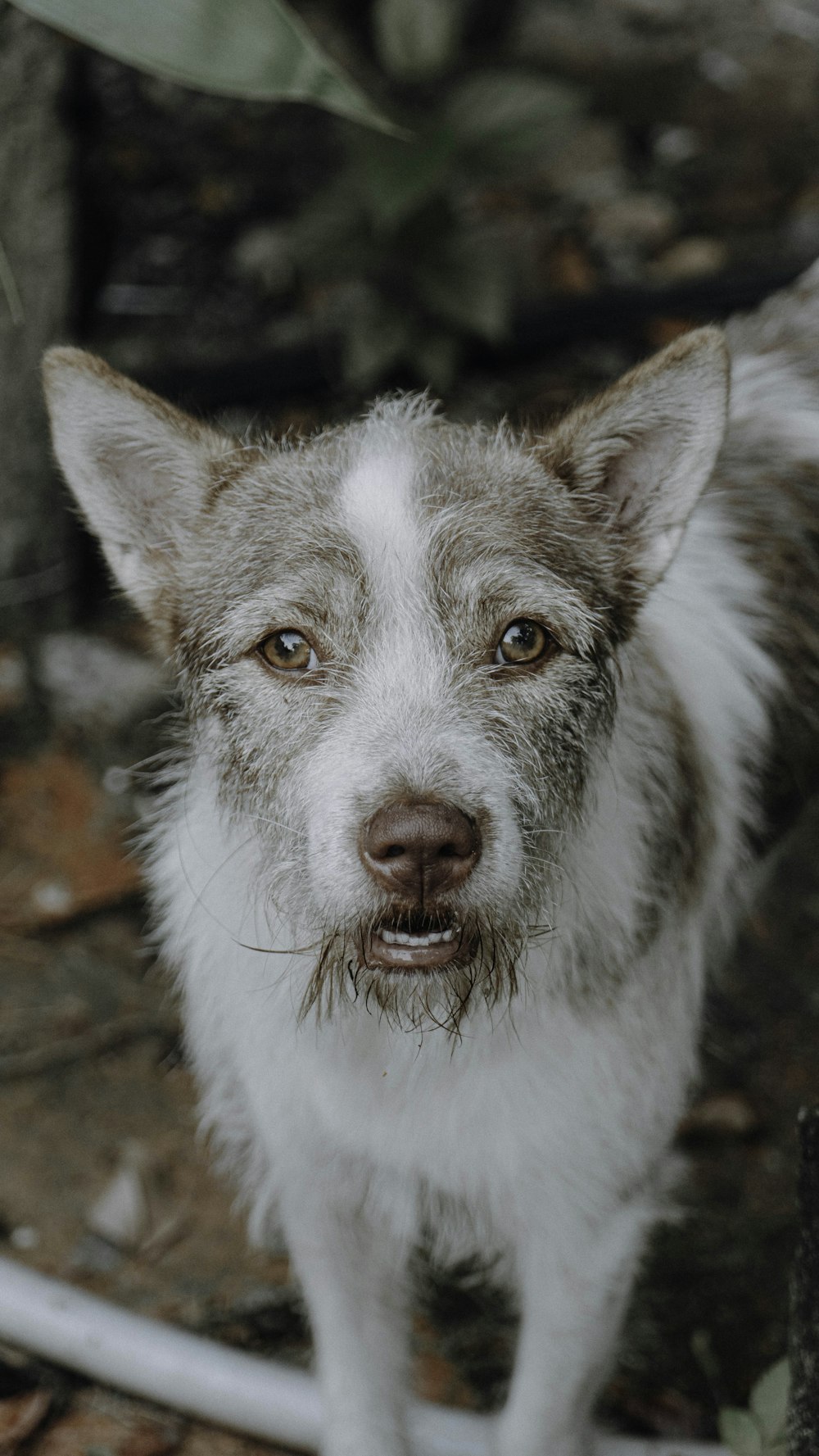 a close up of a dog on a dirt ground