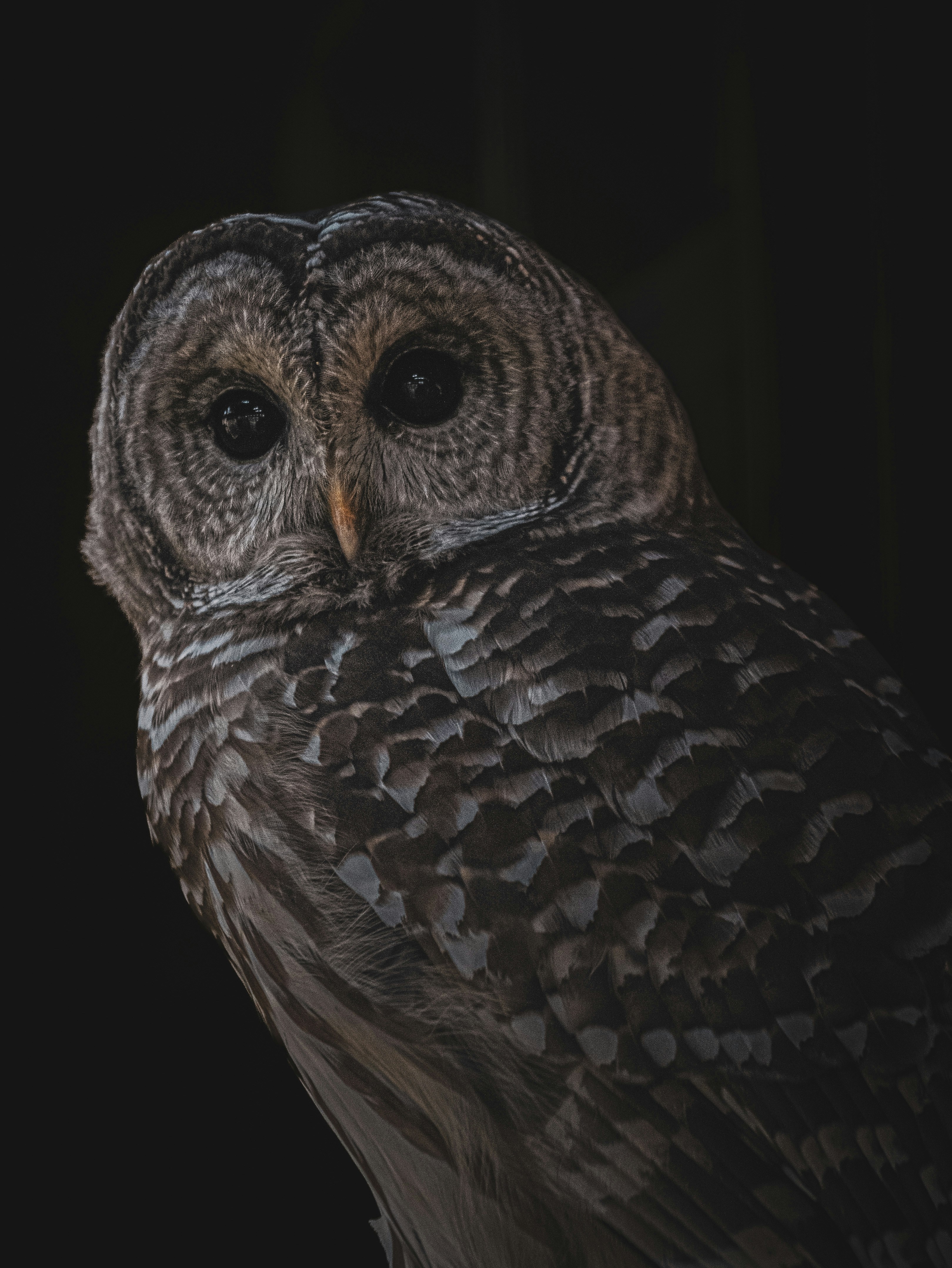 Photo by brandon_sok