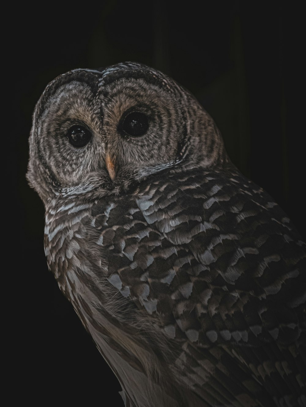 a close up of an owl with a black background