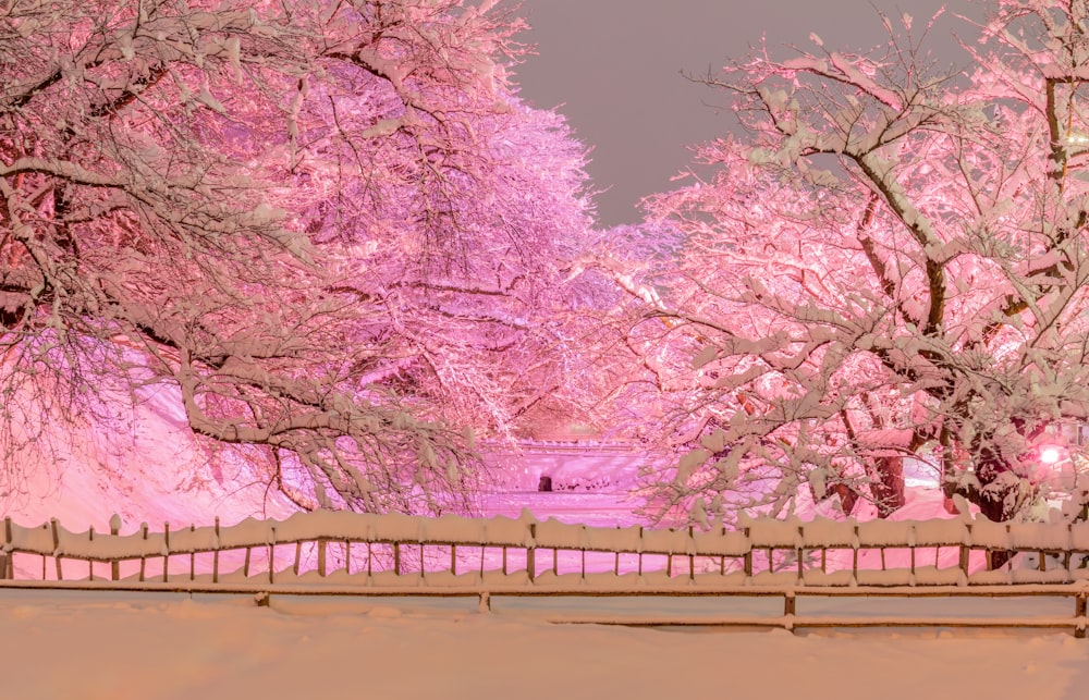 a snowy landscape with trees and a fence