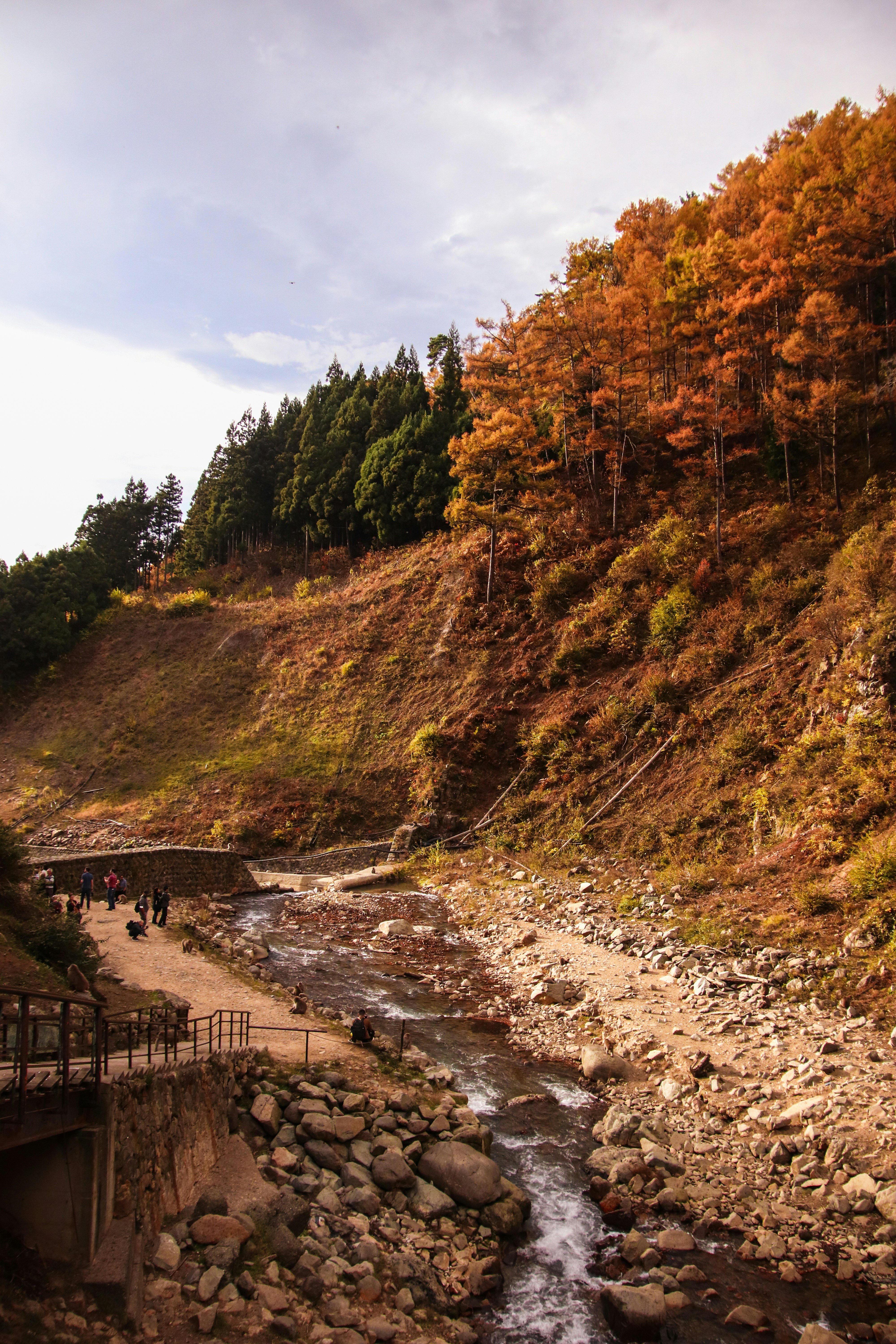 Ein Fluss, der durch einen üppigen grünen Wald fließt