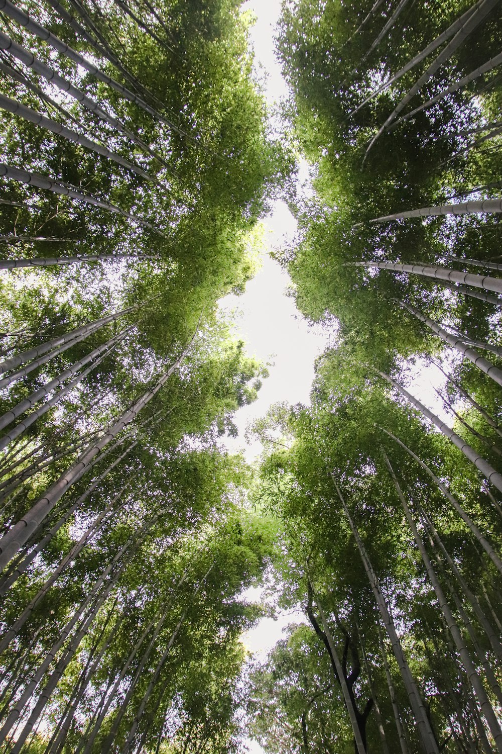looking up into the canopy of a bamboo forest