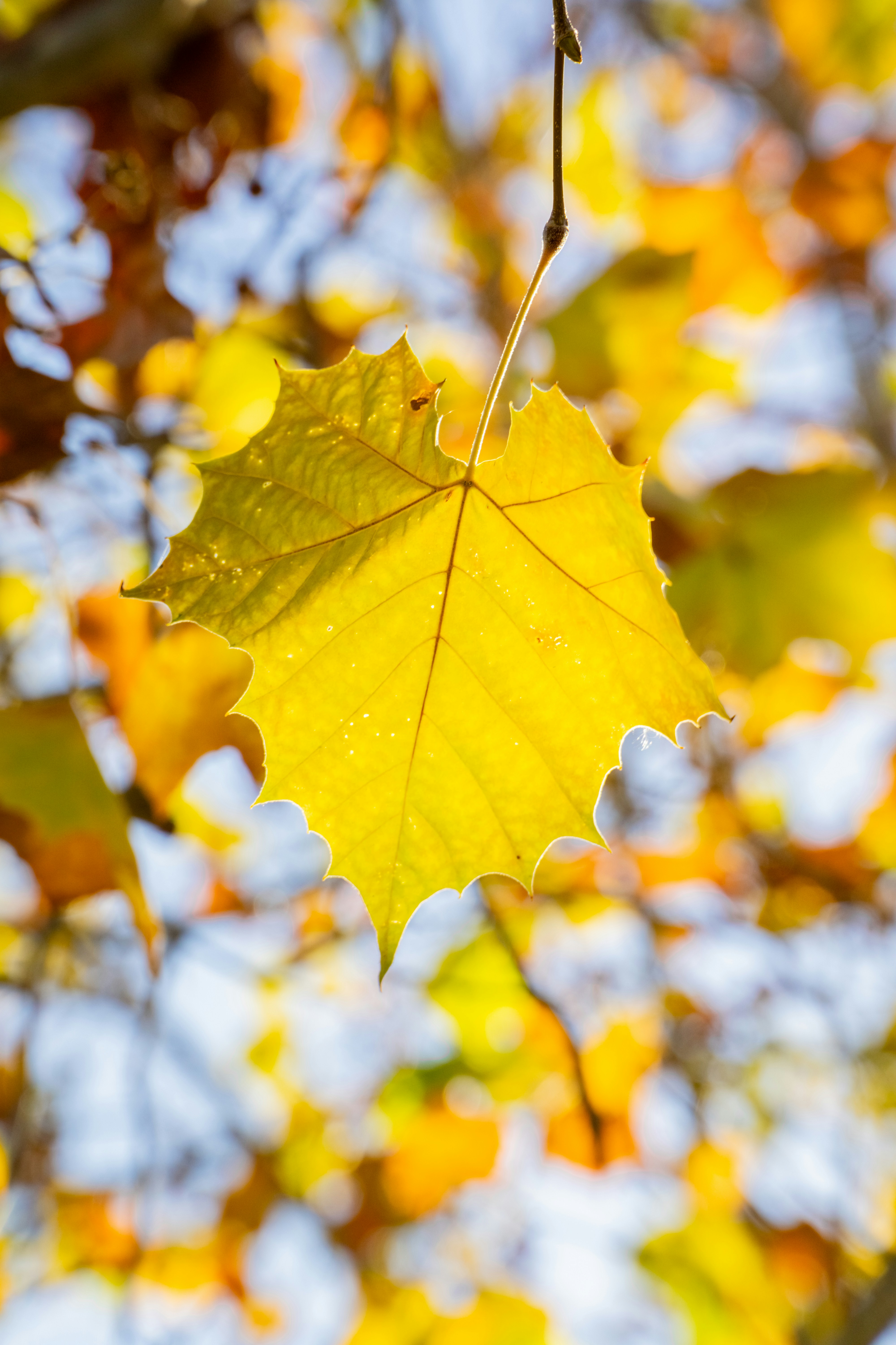 a yellow leaf hanging from a tree branch