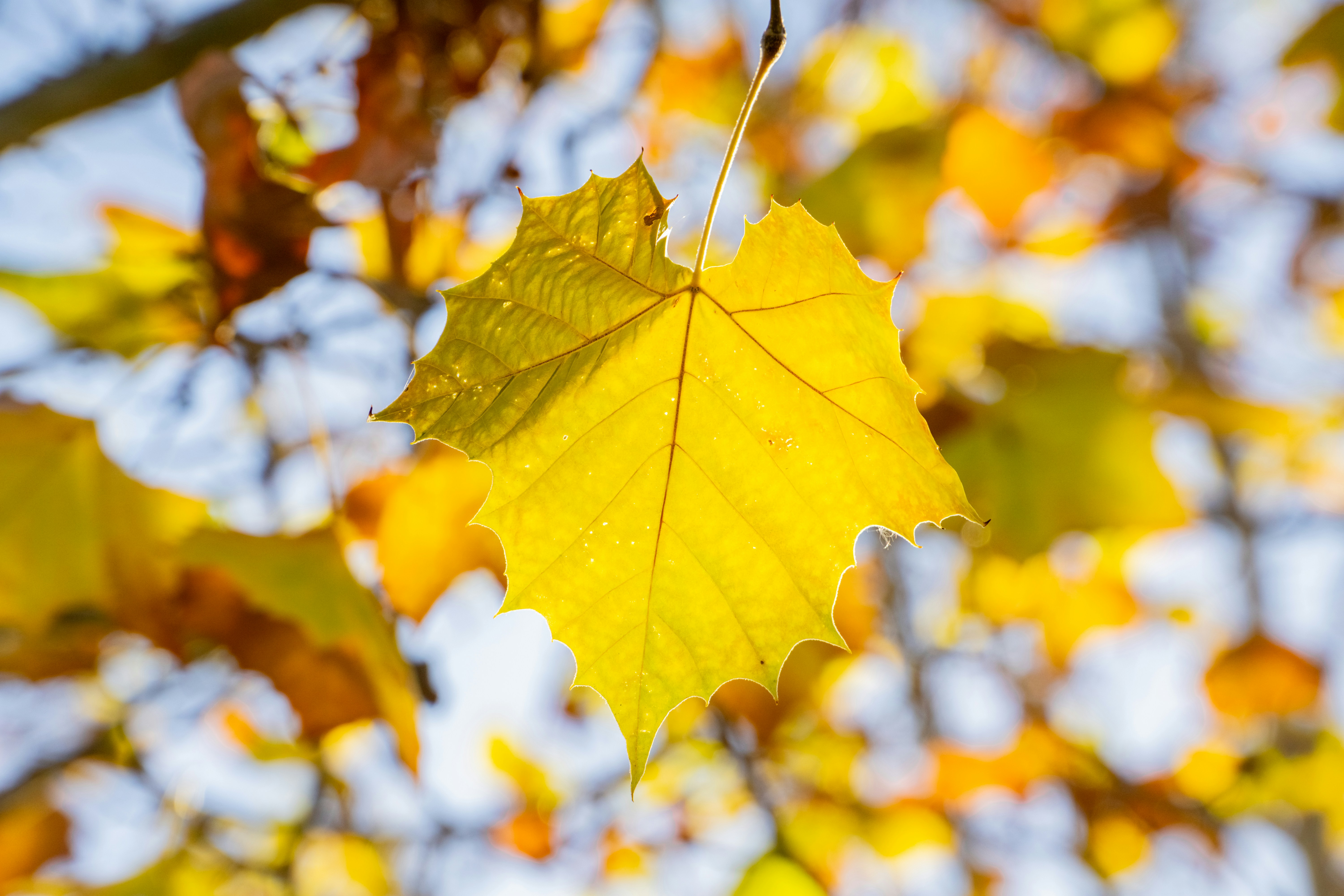 a yellow leaf hanging from a tree branch