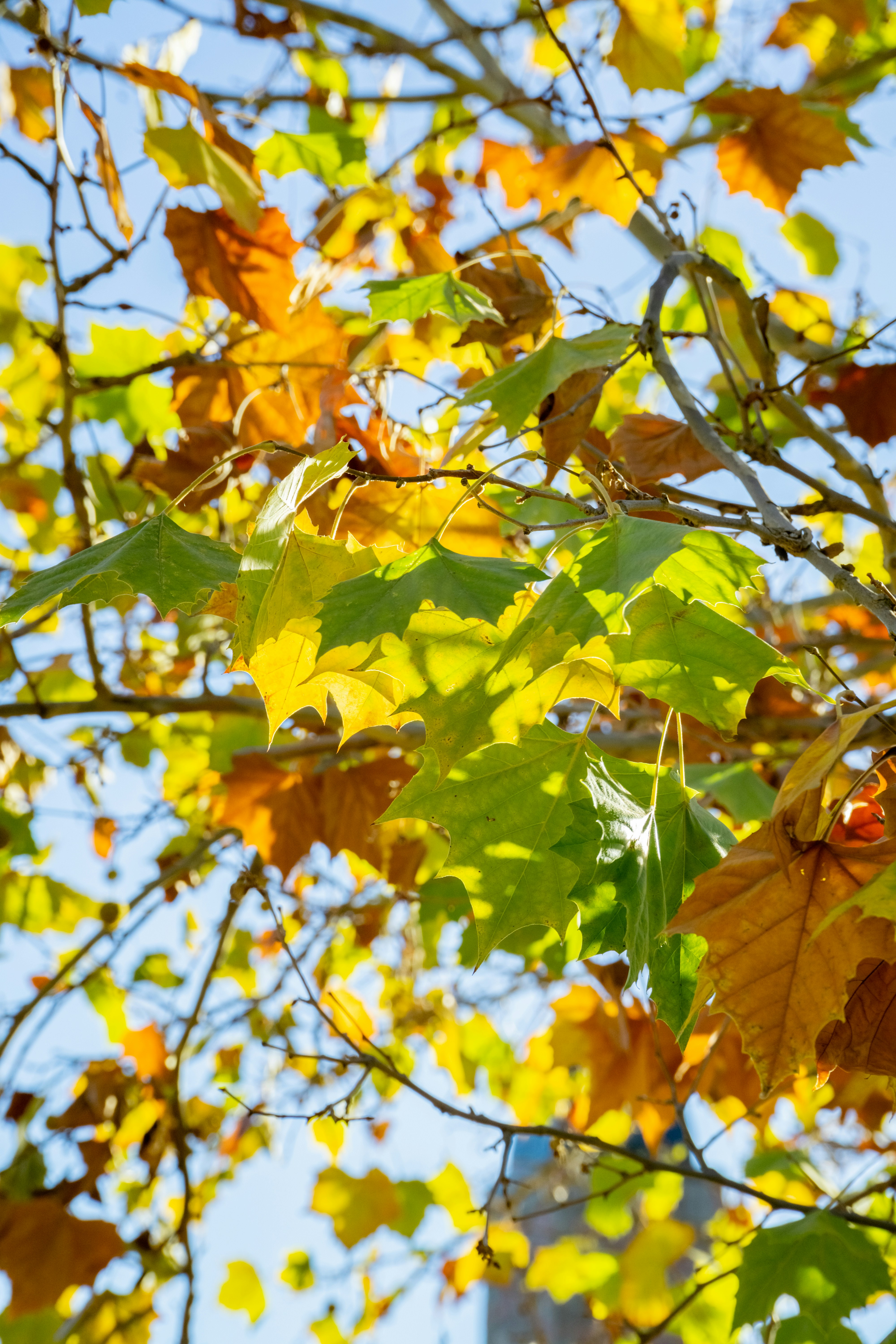 the leaves of a tree are changing colors