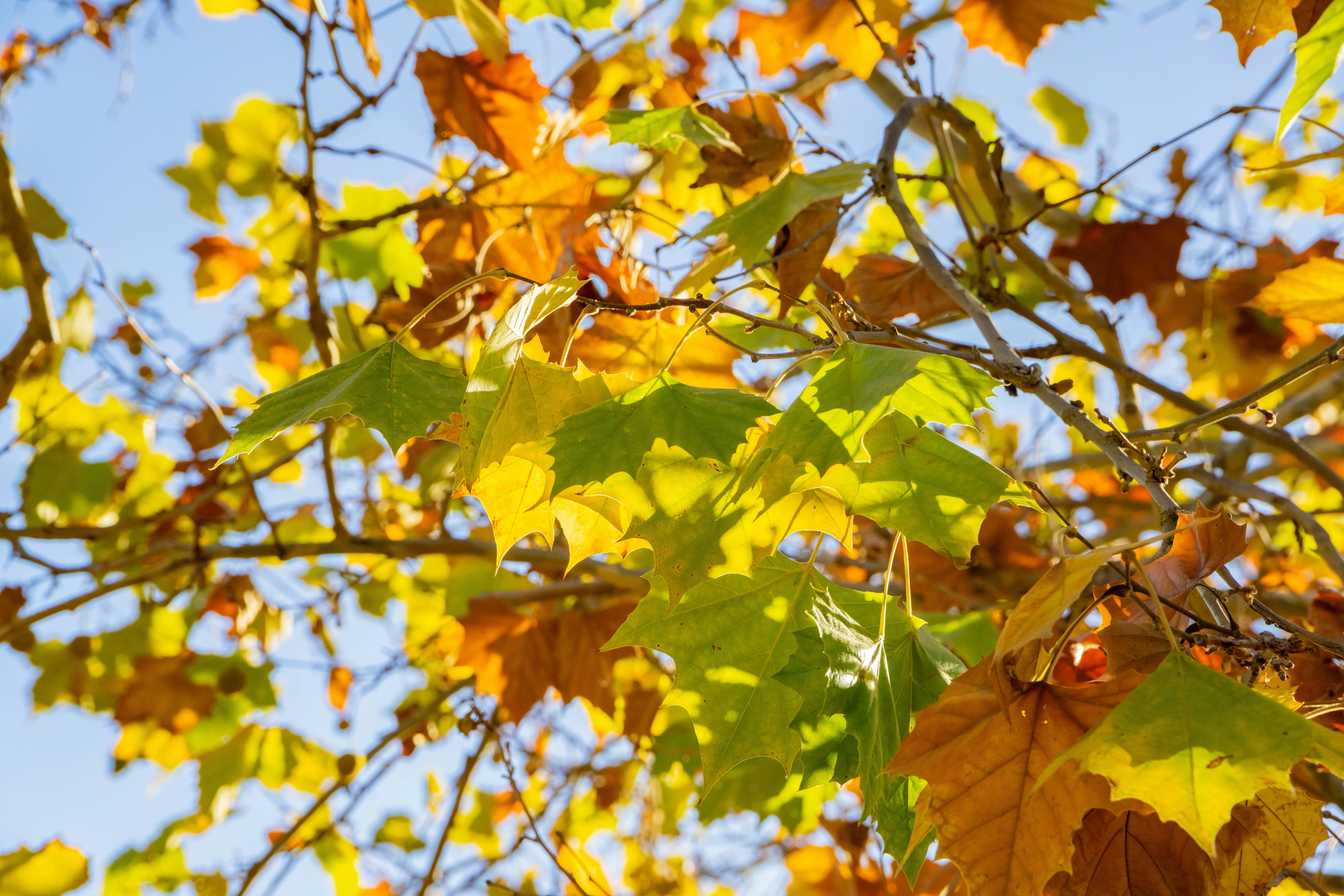 Images de Sycomore | Téléchargez des images gratuites sur Unsplash, image size:3000x2000