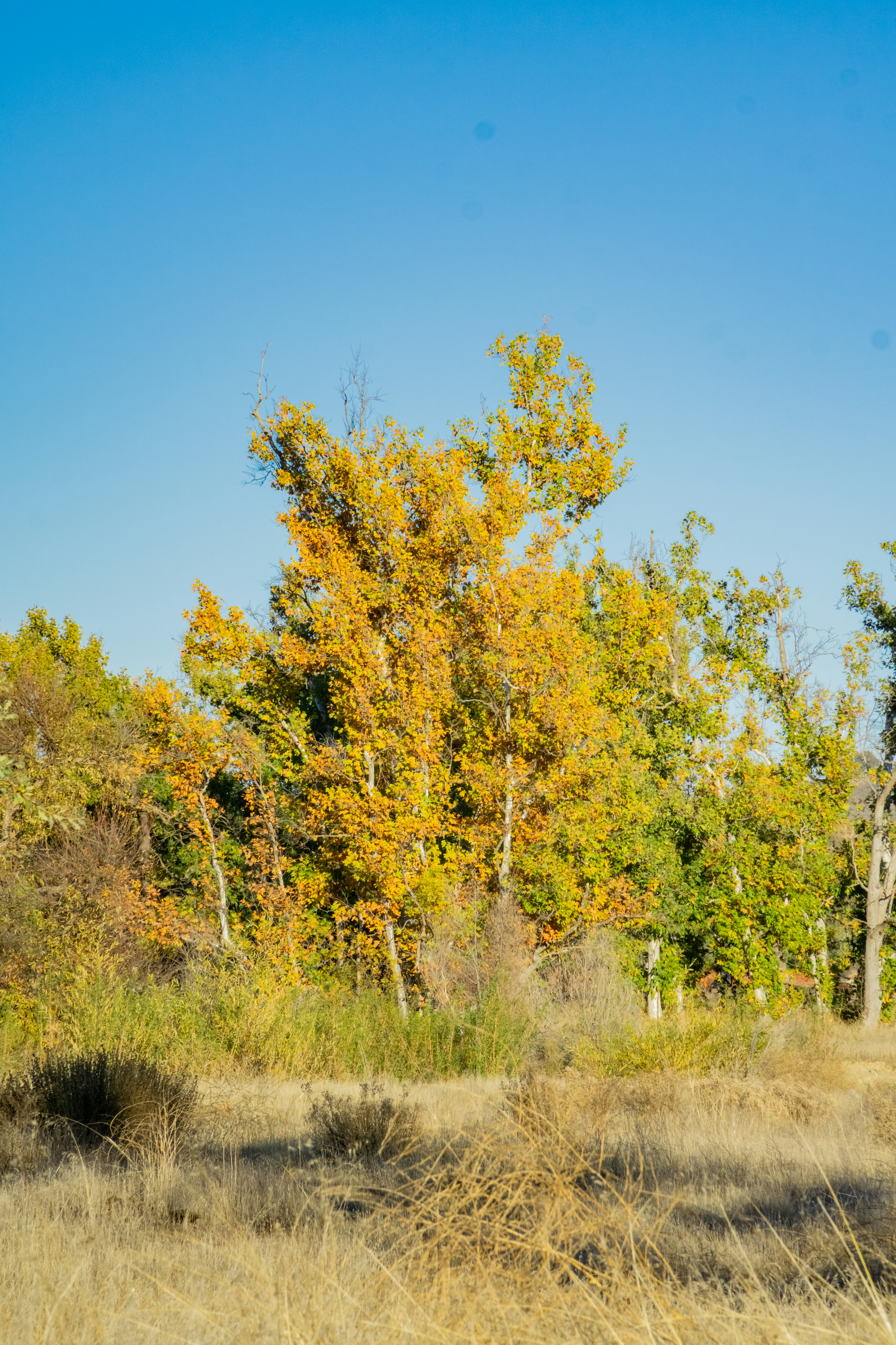 a grassy field with trees in the background