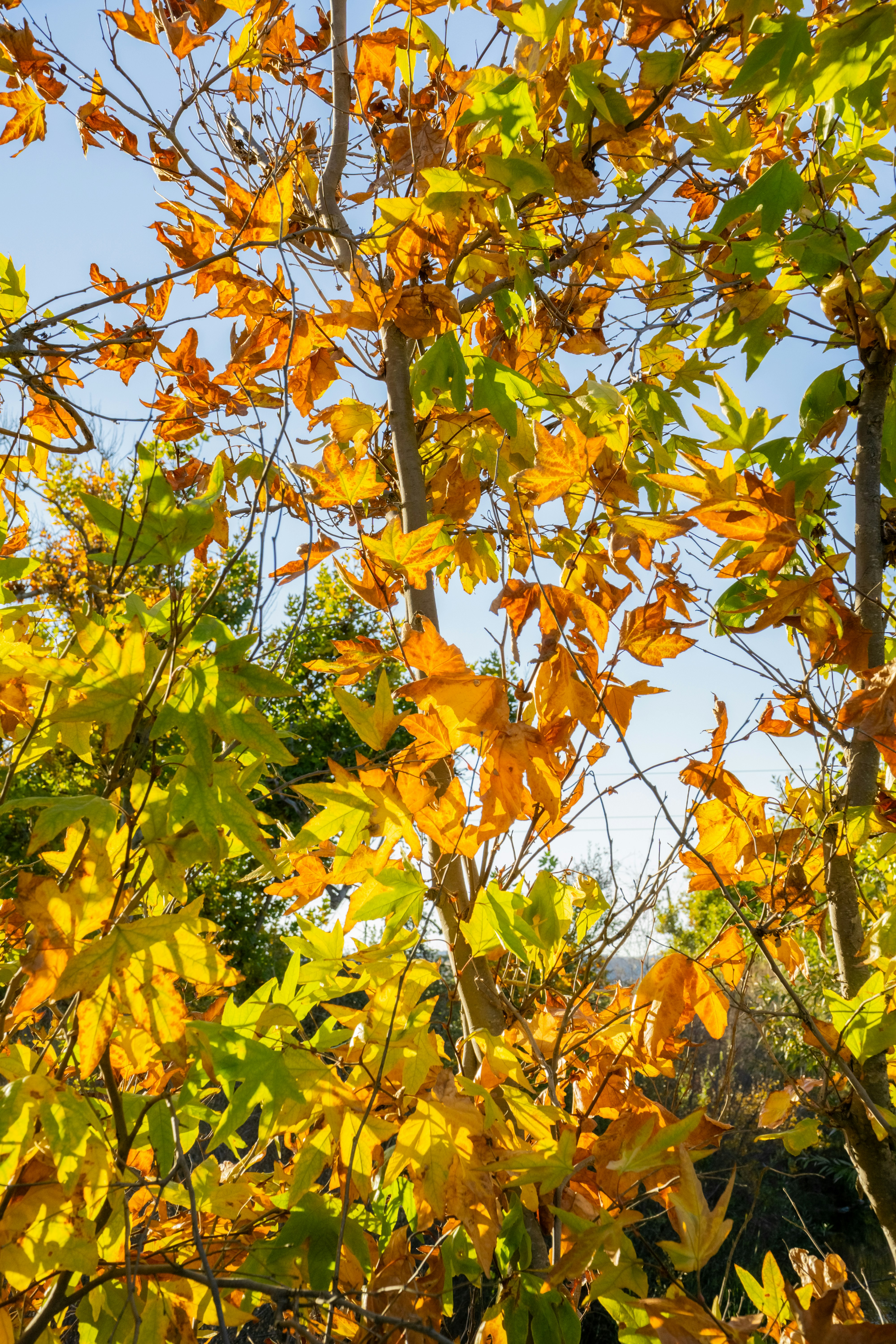 a yellow tree with lots of leaves on it