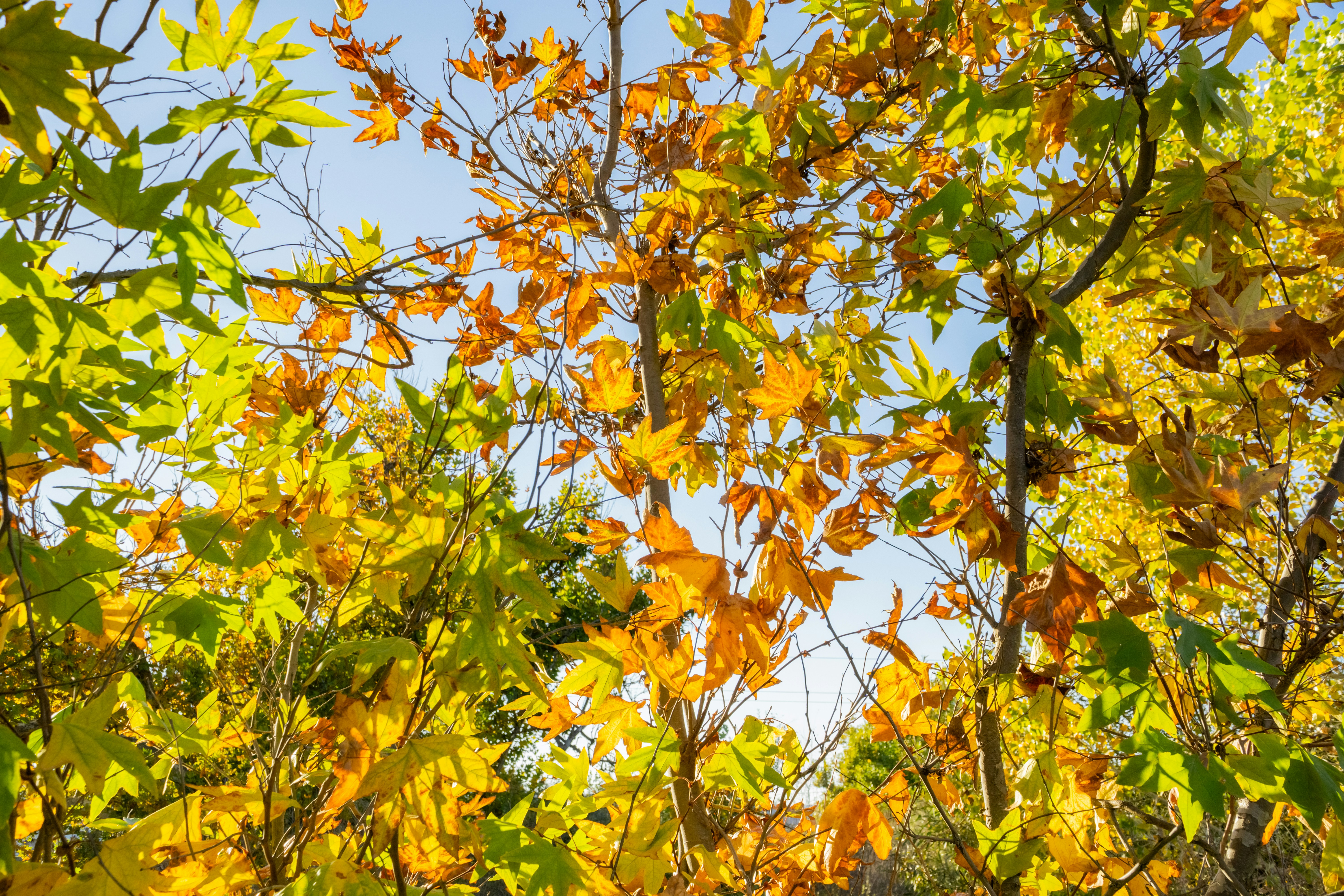 Foto Las hojas de un árbol cambian de color Imagen Livermore gratis en Unsplash