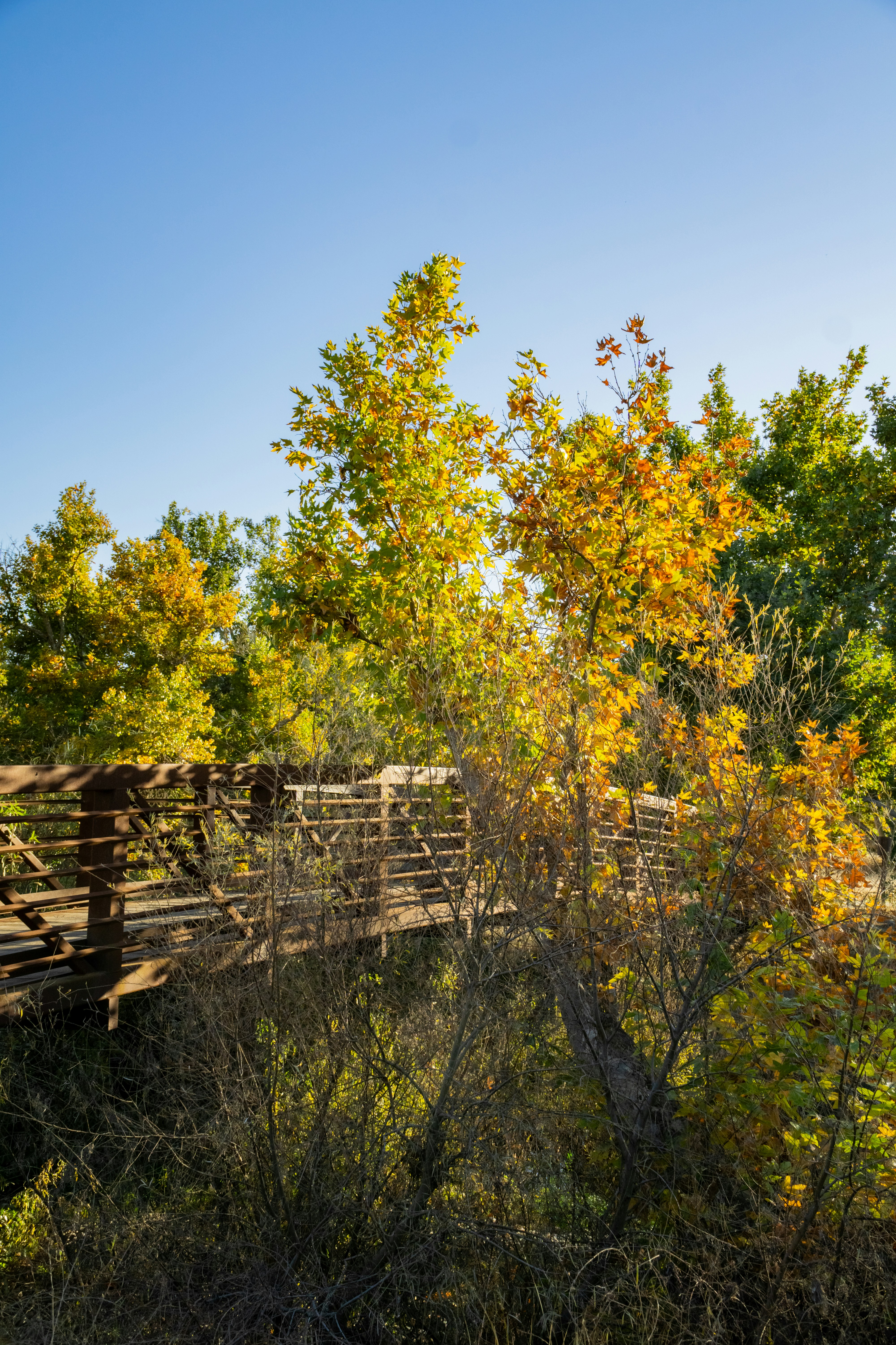 a wooden fence surrounded by trees and bushes