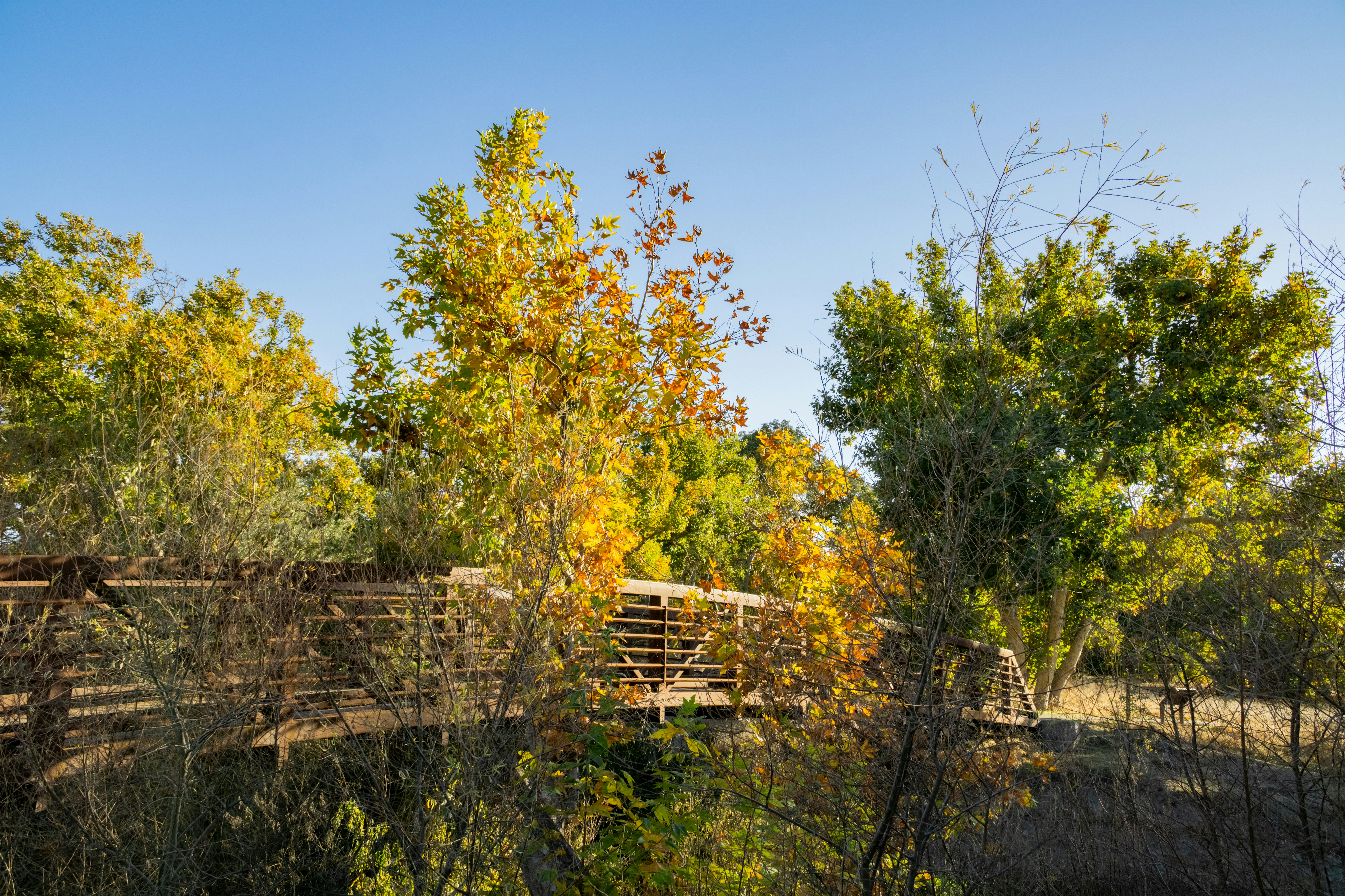 a wooden bridge surrounded by trees and bushes