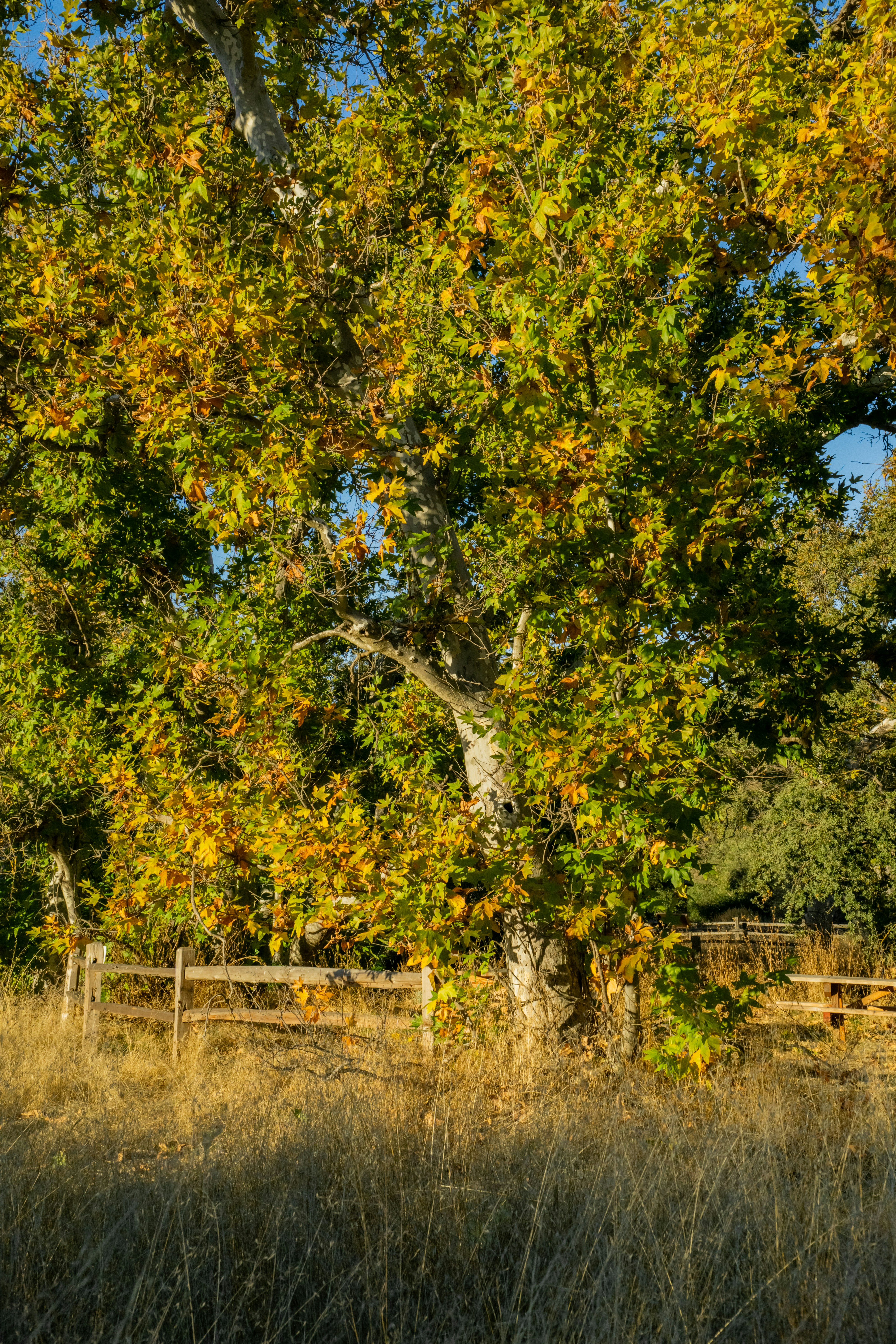 a large tree in the middle of a field