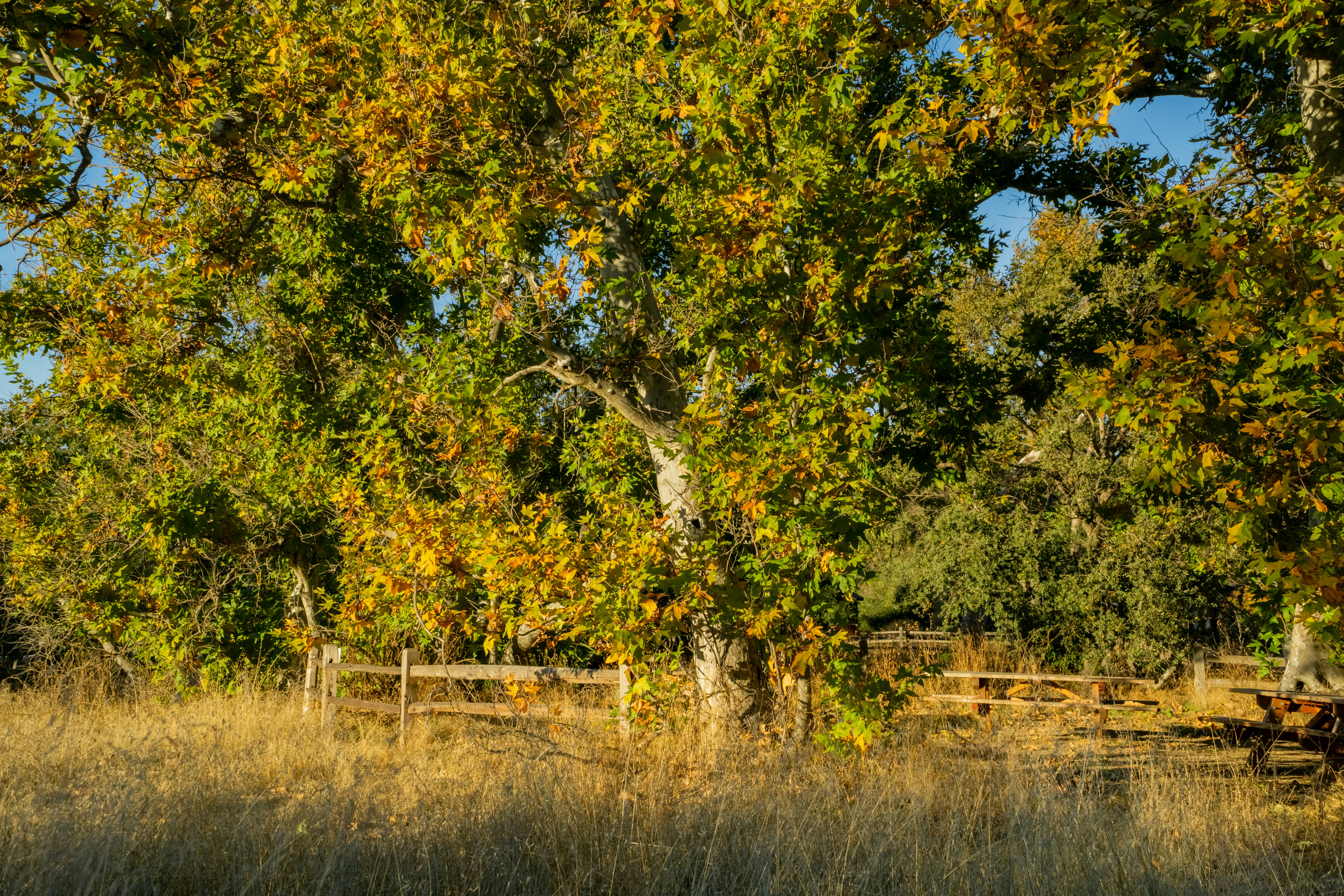 a bench under a tree in a field