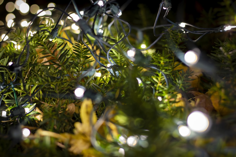 a bunch of lights that are on a tree