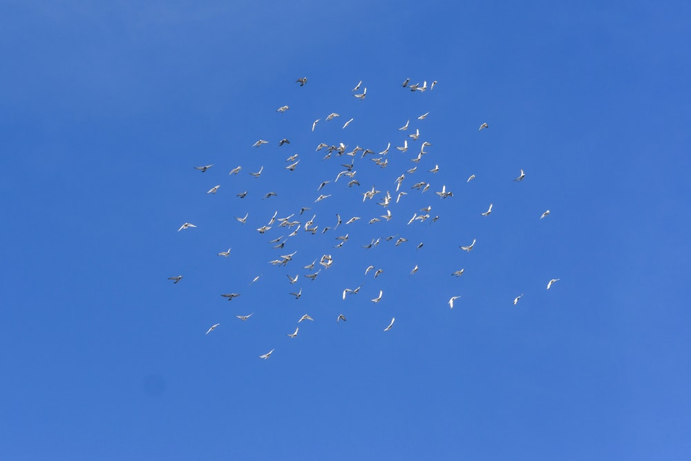 a flock of birds flying through a blue sky