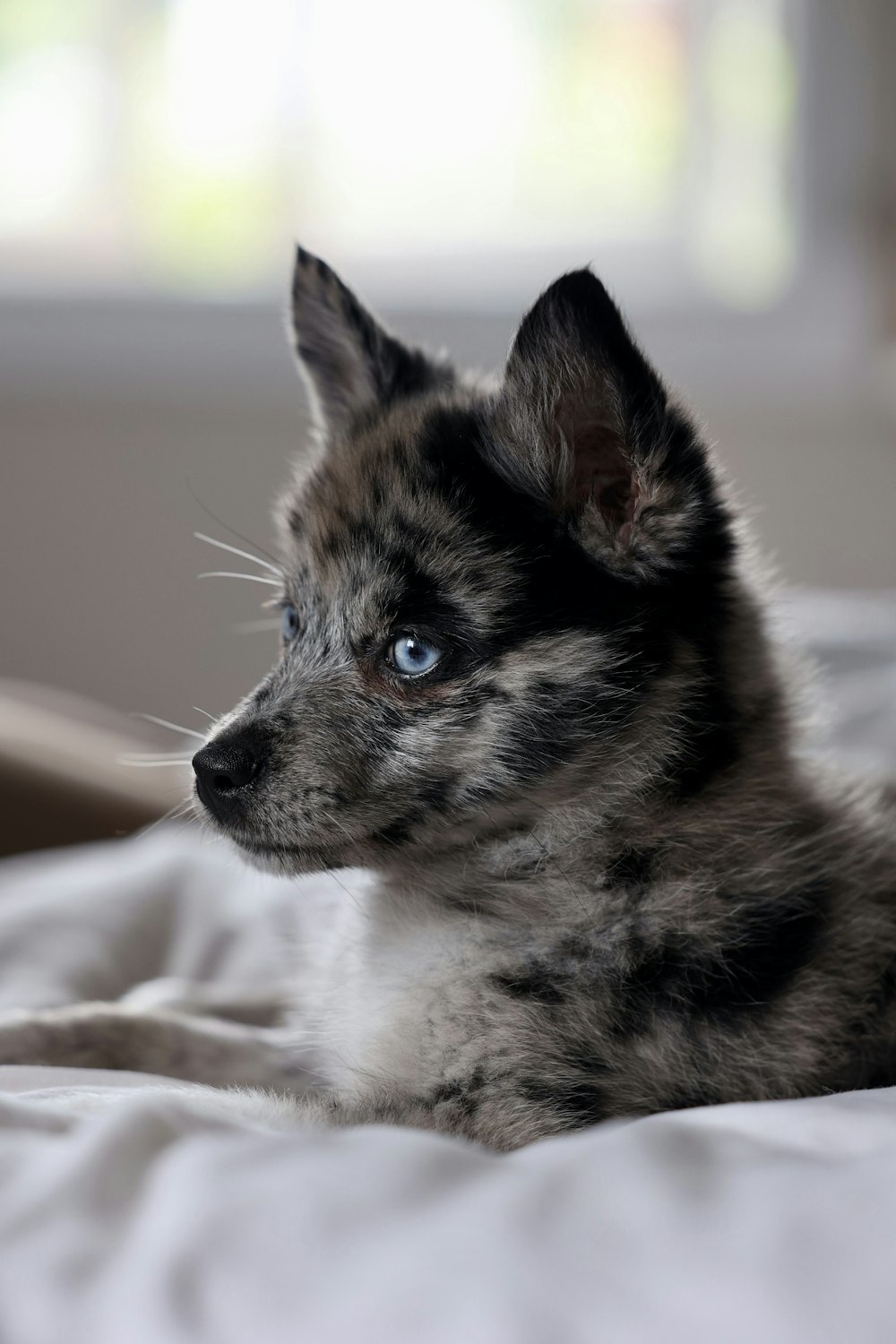 a black and white puppy laying on top of a bed