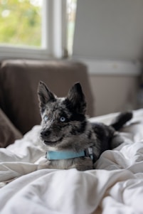 A blue-eyed, merle-coated dog wearing a light blue collar lies on a bed covered with white sheets. The soft lighting and blurred background suggest a cozy indoor setting.